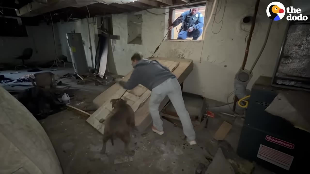 A person in a grey hoodie and light pants positions a wooden door over a mattress to create a makeshift ramp leading up to a basement window, where a police officer is looking in, while a brown dog stands nearby.
