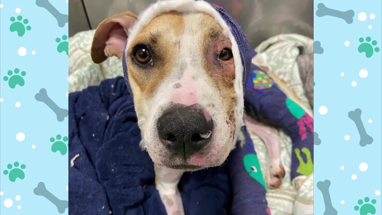 A close-up portrait of a tan and white dog with a bandaged head and injured eye, wrapped in a blue blanket.