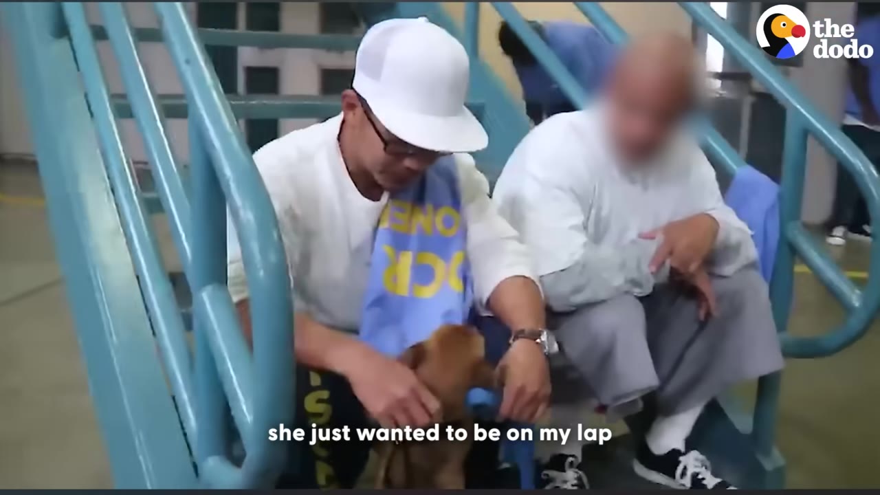 A man wearing a white cap and glasses sits on blue stairs, gently holding a small brown puppy on his lap.