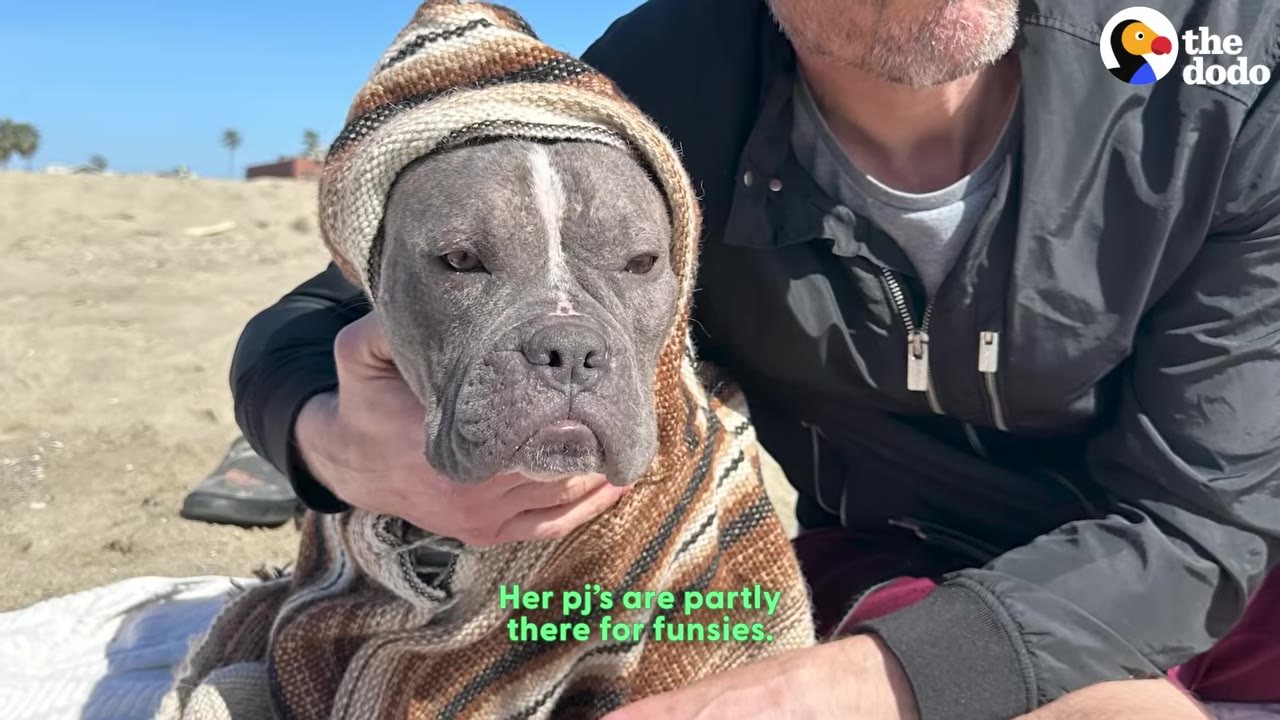 A gray pit bull wearing a brown and white patterned knit poncho and hood sits on a sandy beach next to a person.