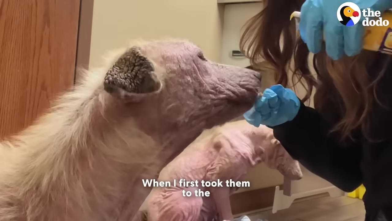 A dog with severe hair loss and crusty skin is examined by a person wearing blue gloves in a clinic setting, with another similarly affected dog visible in the background.