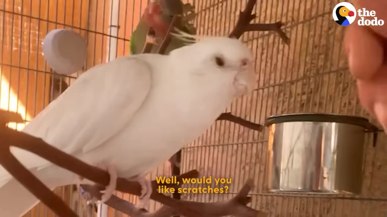 A white cockatiel perched on a branch inside a cage, with a green bird visible in the background.