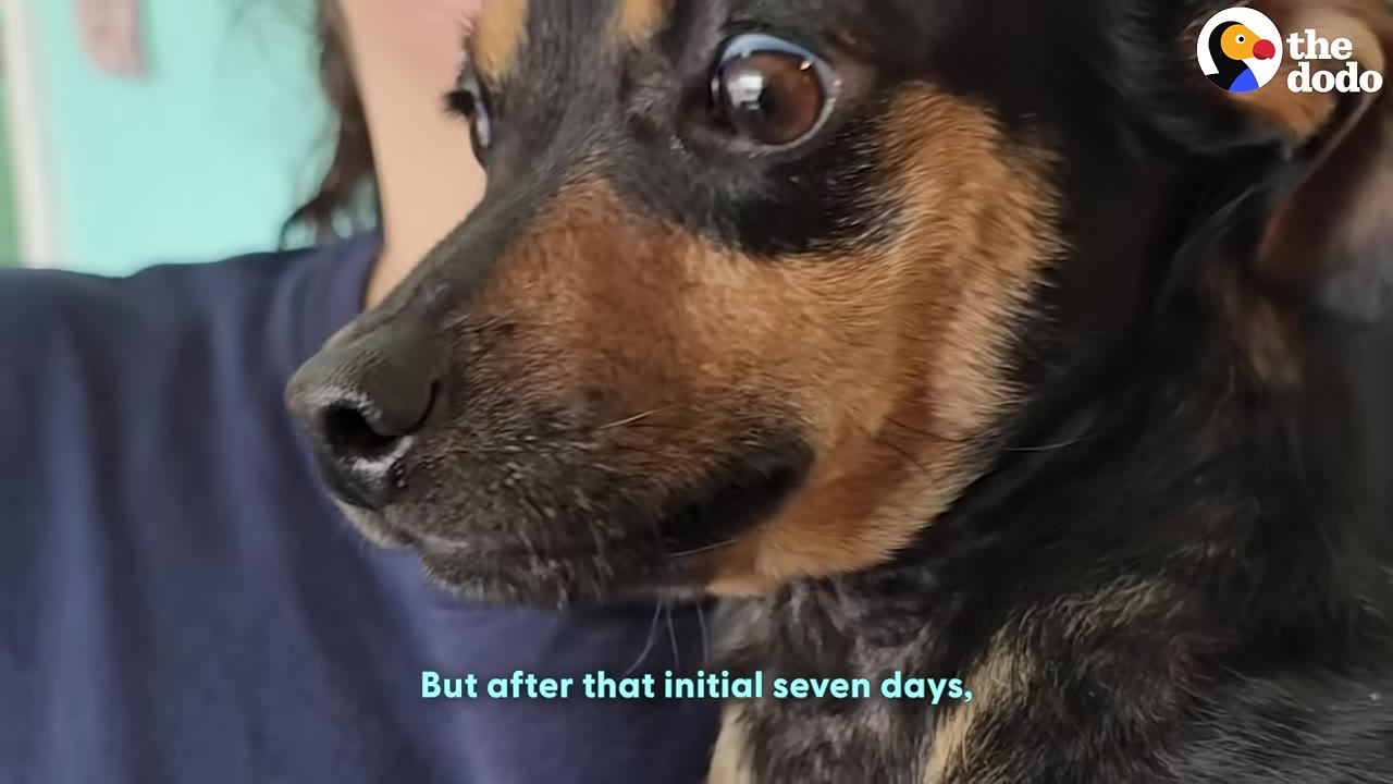 A close-up profile of a small black and tan dog being held, looking forward with wide eyes.