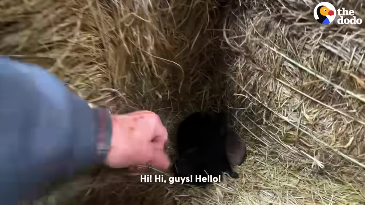 A hand reaches into a small opening between hay bales to gently touch a tiny black puppy nestled inside.