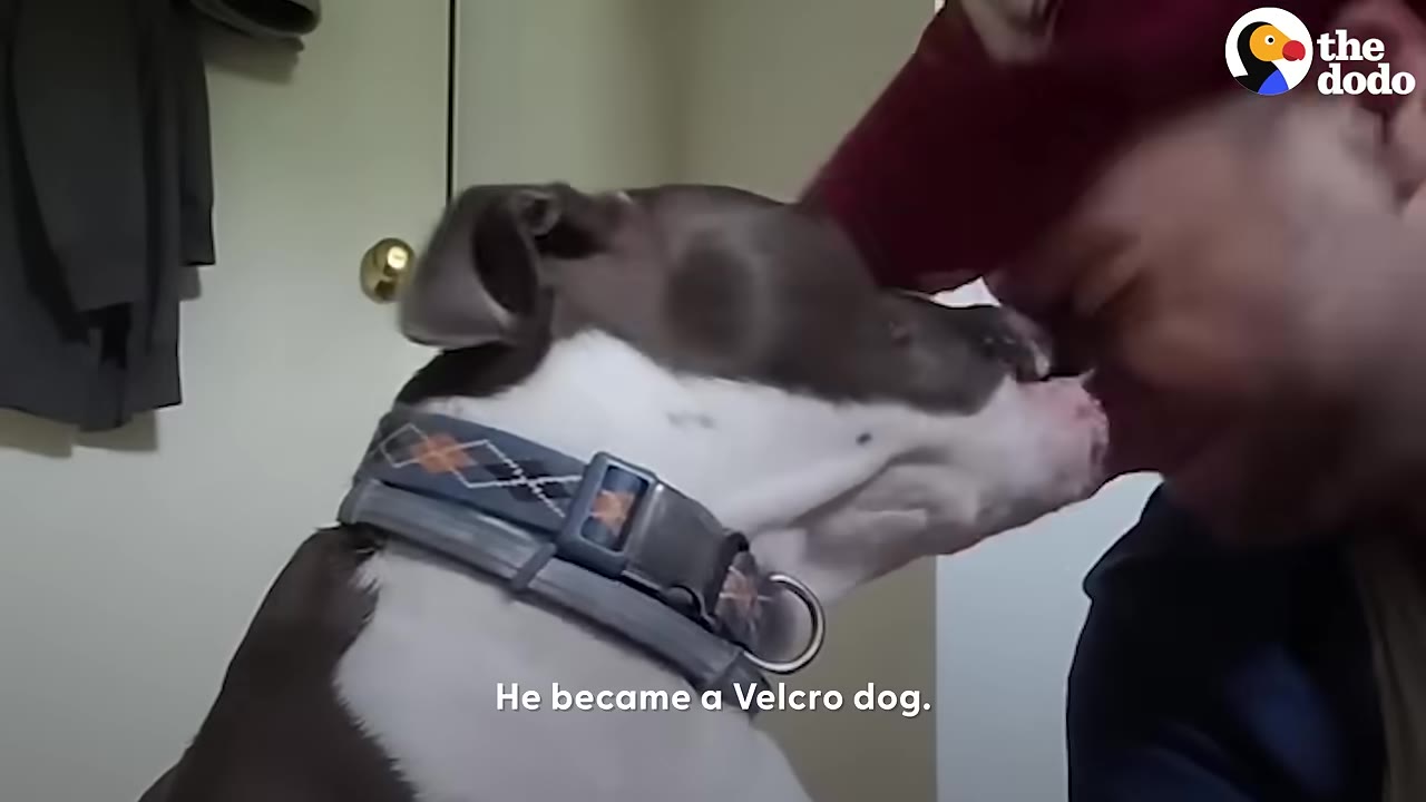 A close-up shot of a grey and white dog wearing a collar, pressing its head affectionately against a man's forehead.