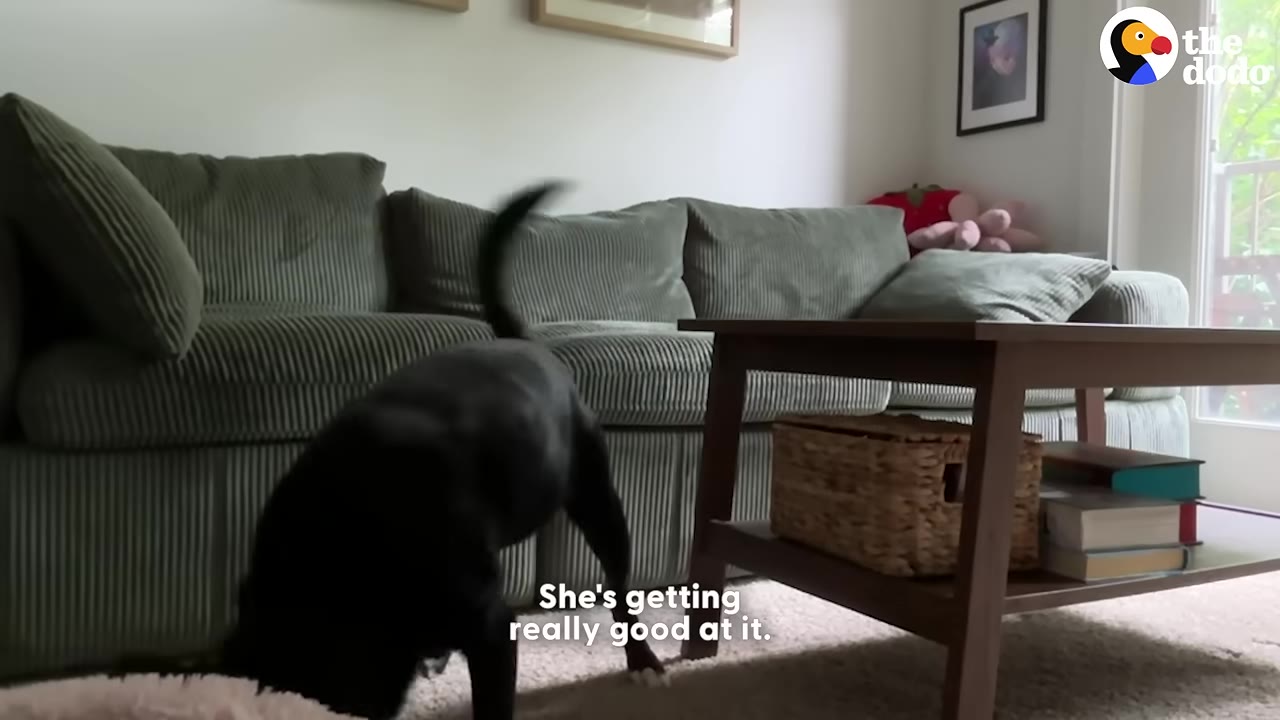 A black dog sniffs around a living room carpet near a green corduroy sofa and a wooden coffee table.