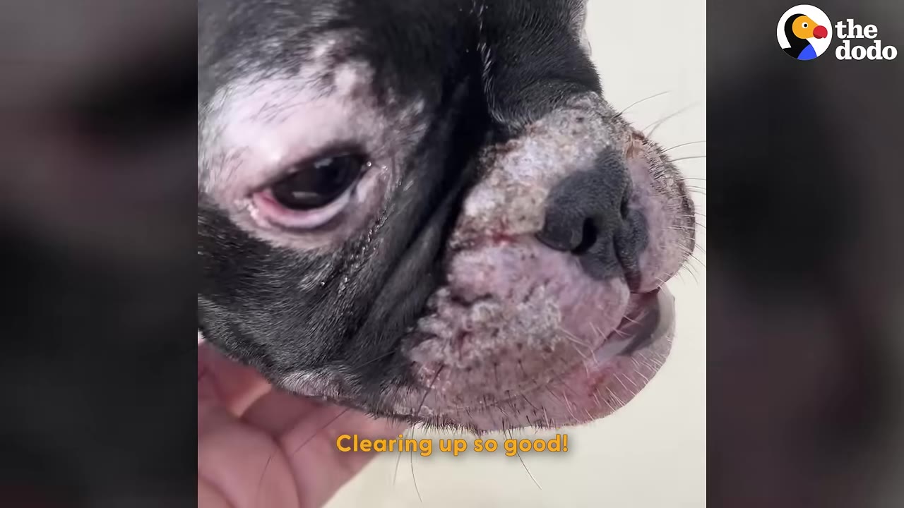 A close-up of a black and white French bulldog puppy's face, showing healing scabs around its muzzle and eyes as a hand gently supports its chin.