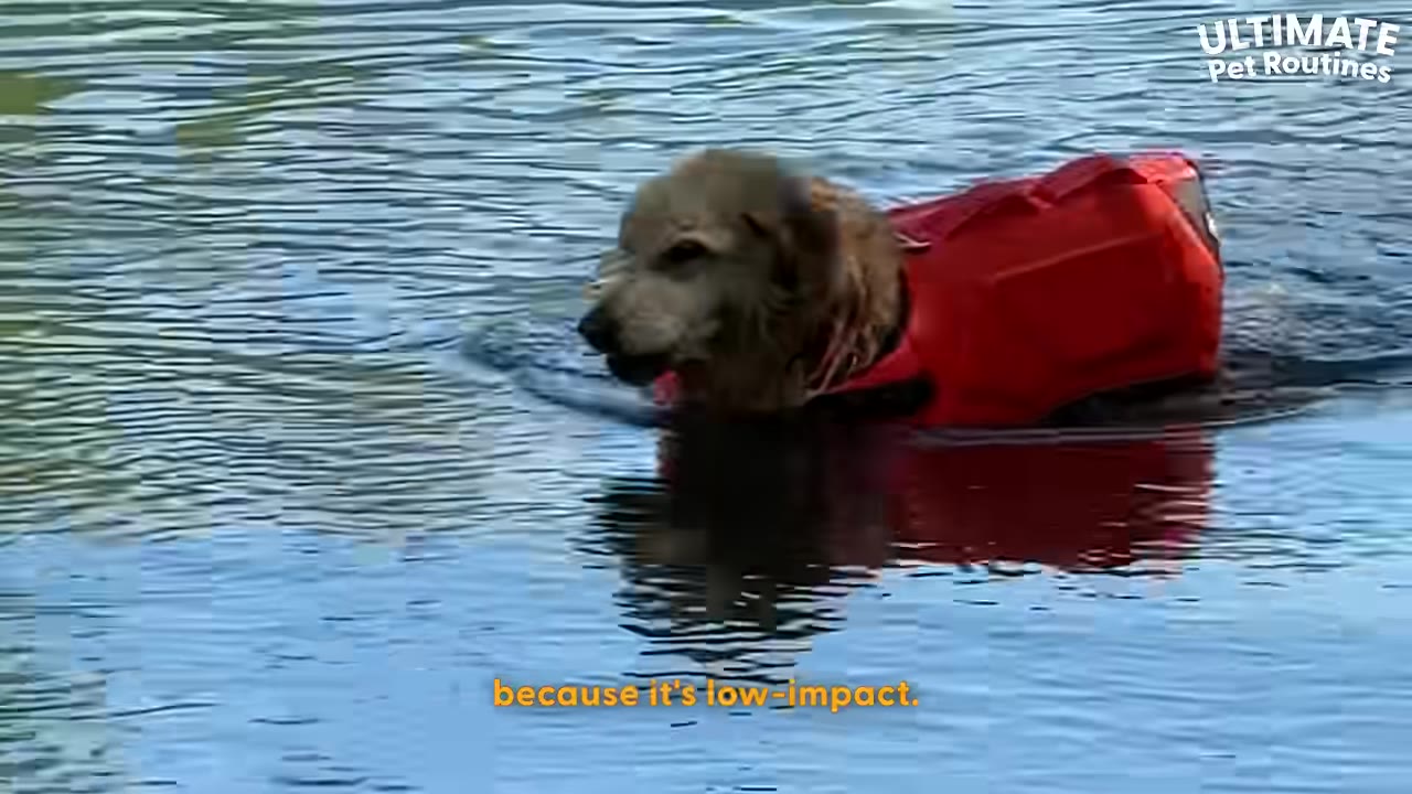 A golden retriever wearing a red life jacket swims in blue water.