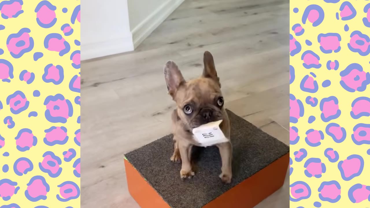 A small French bulldog sits on a carpeted block holding a small white envelope in its mouth.