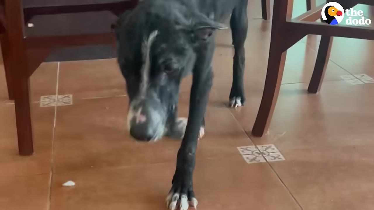 A thin black dog with white markings on its face and paws walks cautiously on a tiled floor indoors.