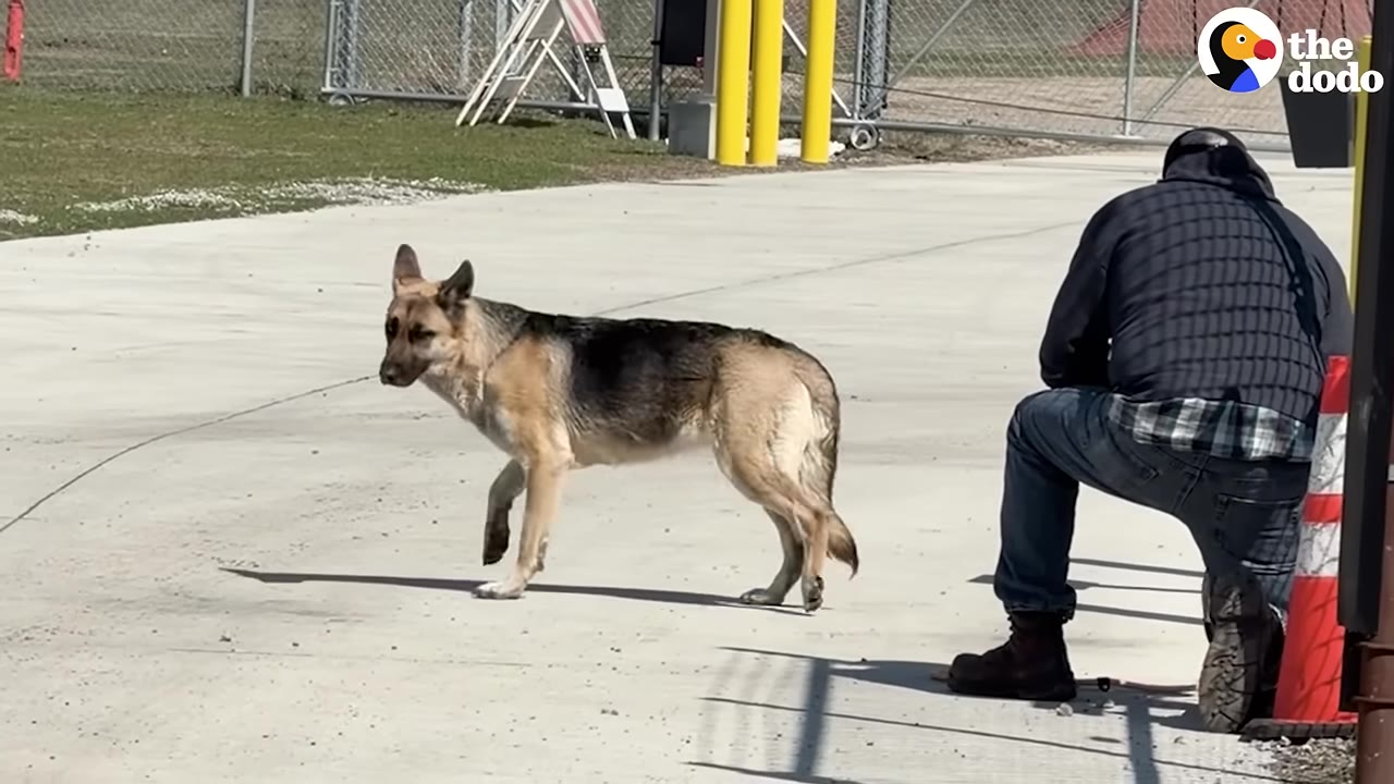 A German Shepherd cautiously approaches a person kneeling on a concrete path outdoors.