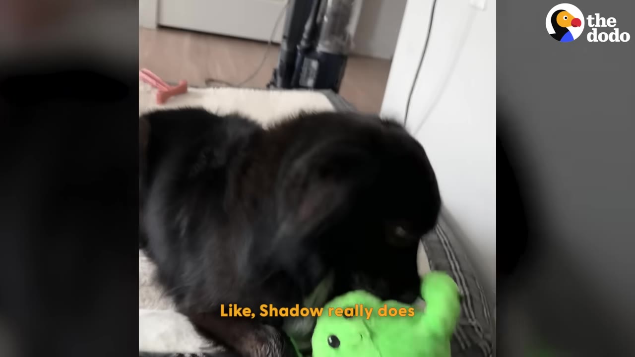 A close-up shot of a black dog lying down and chewing on a bright green plush toy.