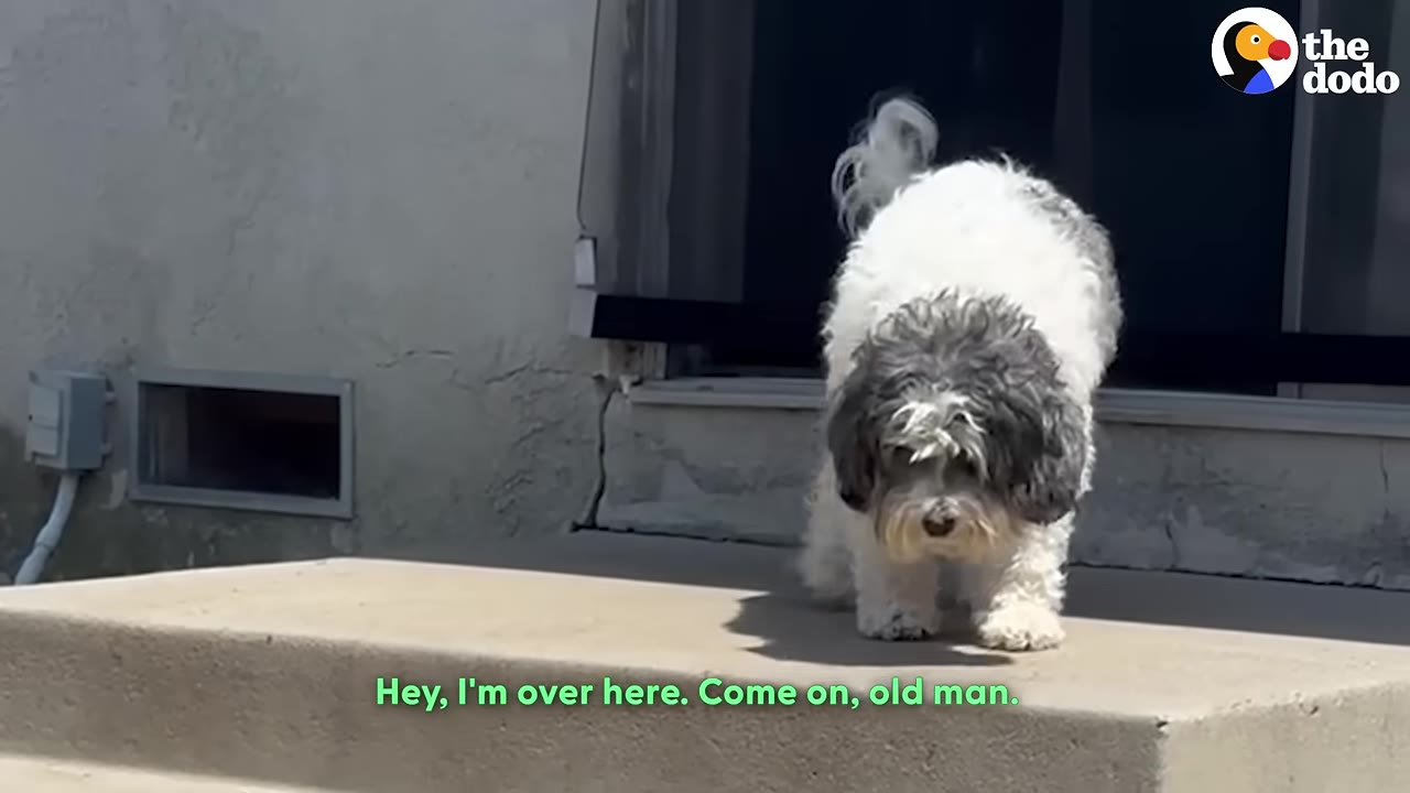 A fluffy white and grey dog stands cautiously at the edge of a concrete step outside a house.