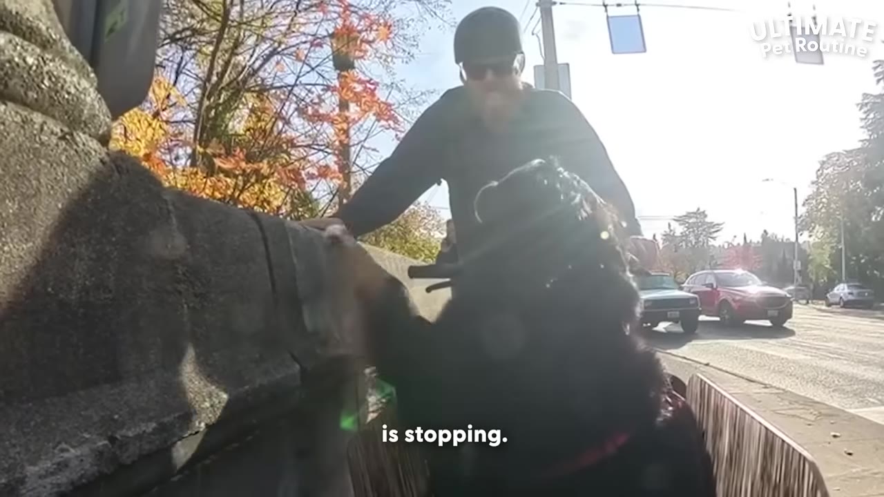 A man wearing a helmet and sunglasses leans over a stone wall next to a dog on a bike, with the subtitle 'is stopping' visible.