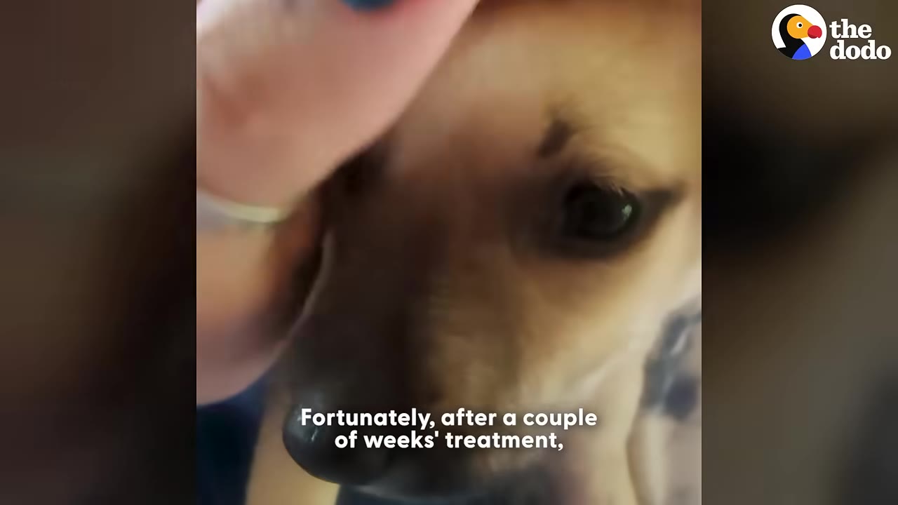 A close-up of a light brown puppy being gently petted on the head by a person's hand, with text overlay reading 'Fortunately, after a couple of weeks' treatment,'.