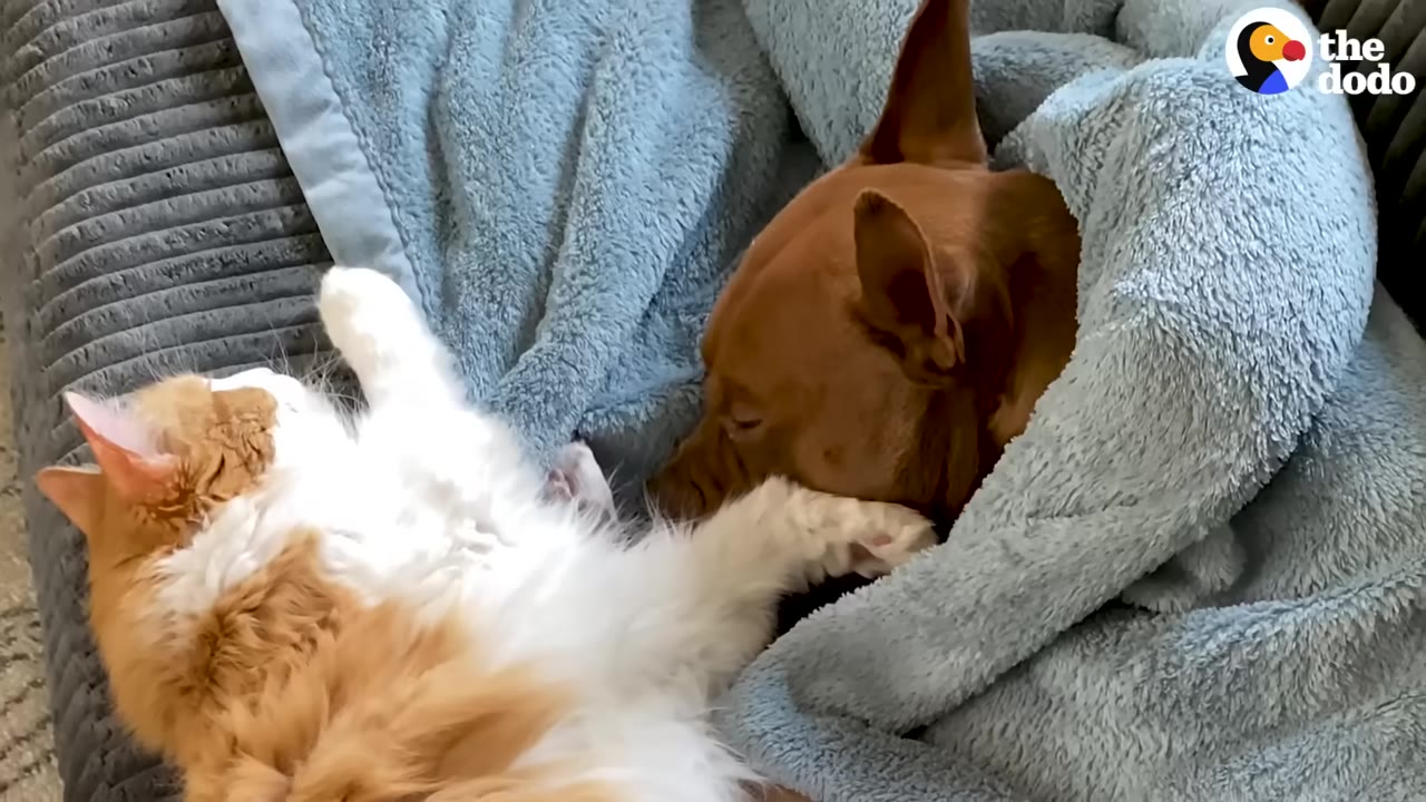 An orange and white cat lies on its back next to a brown dog tucked under a blue fleece blanket.