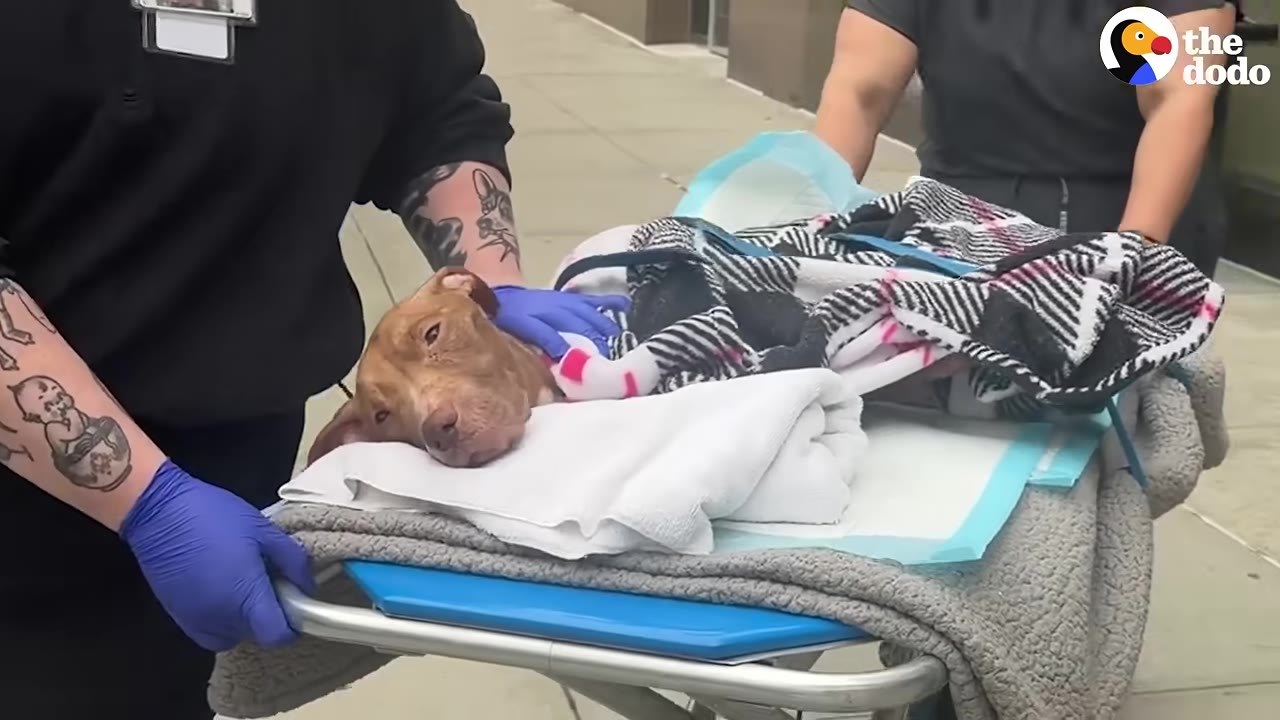 A brown dog named Daisy lies wrapped in blankets on a blue gurney, being wheeled outside by veterinary staff wearing blue gloves.