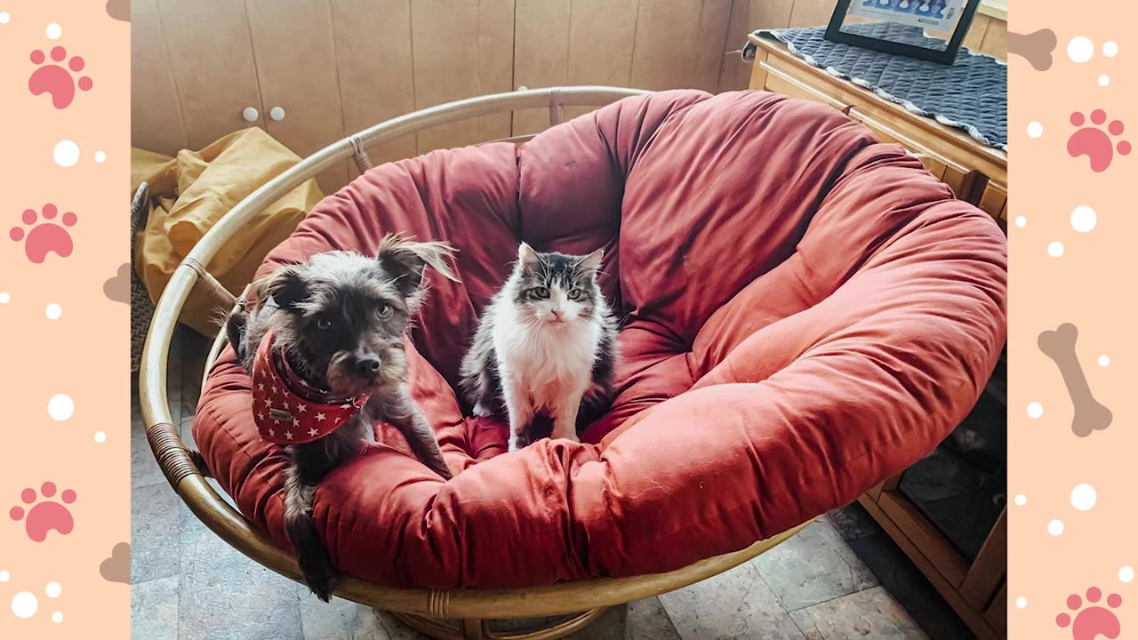 A small scruffy brown dog wearing a red bandana with white stars sits next to a fluffy black and white cat on a large, round red cushion chair.