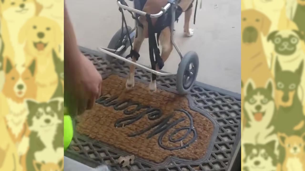 A close-up shot of a dog's hind legs supported by a wheeled mobility cart on a welcome mat.