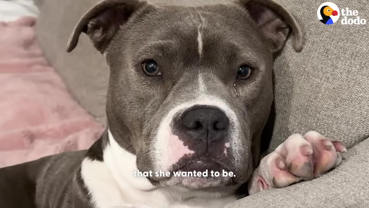 A grey and white pit bull sits comfortably on a grey couch, looking directly at the camera with its paw resting on the cushion.