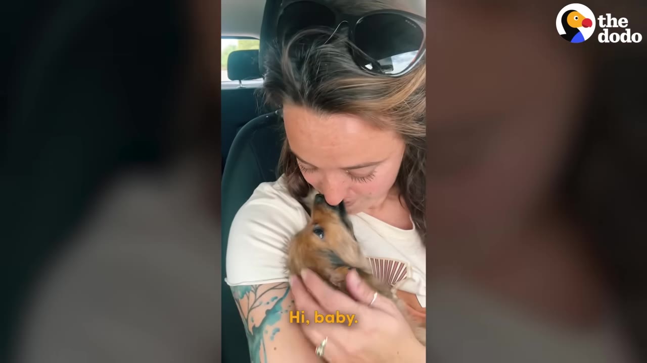 A woman with sunglasses on her head holds a tiny brown puppy close to her face as it licks her nose.