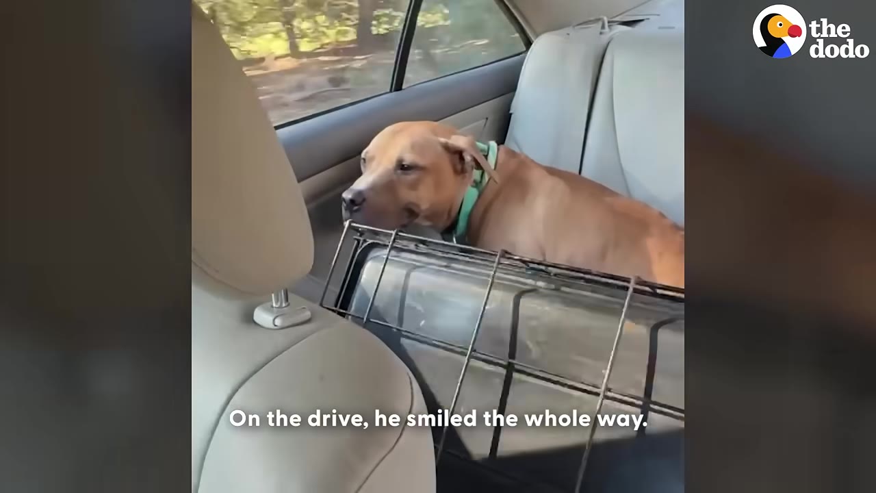 A brown dog wearing a green collar sits in the back seat of a car next to a pet crate, looking forward with a slight smile.