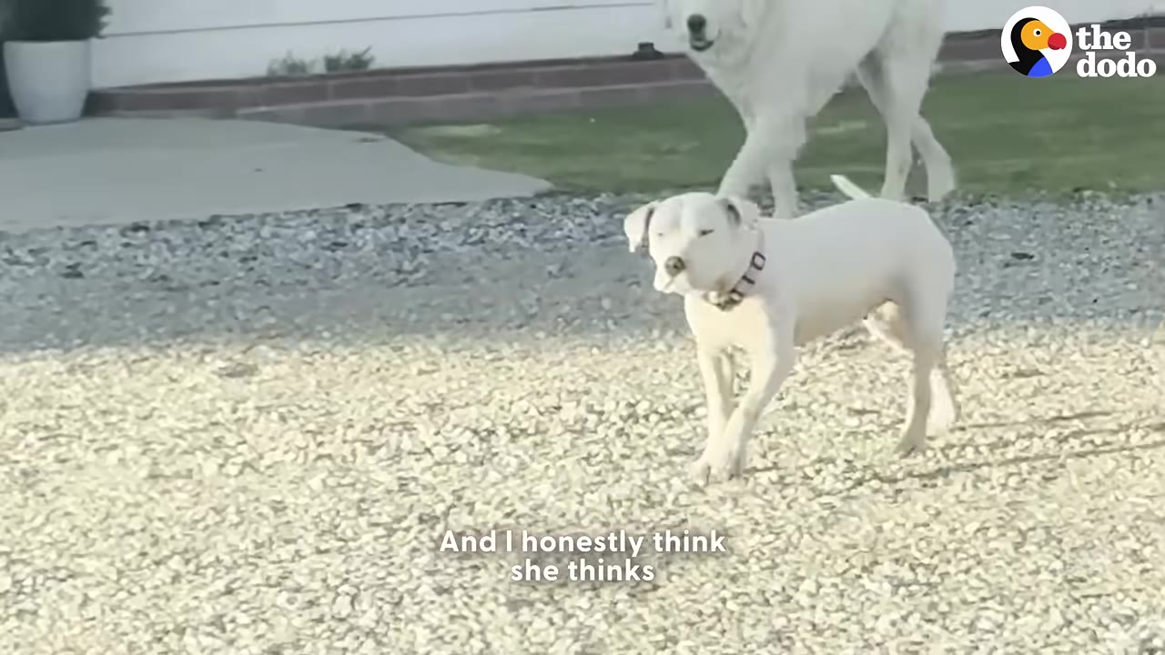 A white dog named Hazel stands on a gravel driveway wearing a new collar, with a larger white Great Pyrenees dog walking behind her.