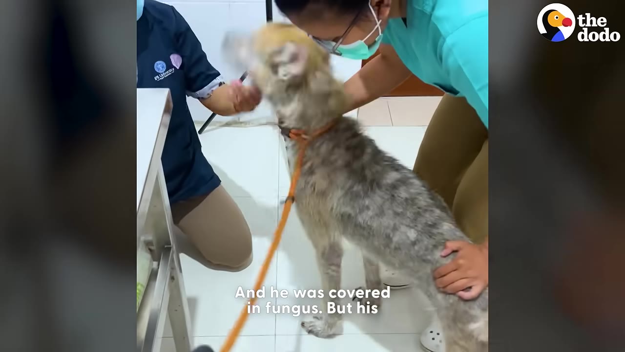 A scruffy dog on a leash stands in a veterinary clinic while being examined by veterinary staff wearing scrubs and a face mask.