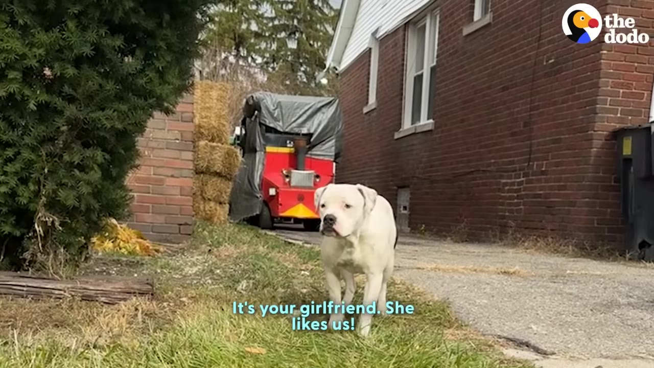 A white dog stands on a grassy patch next to a brick building, looking forward.