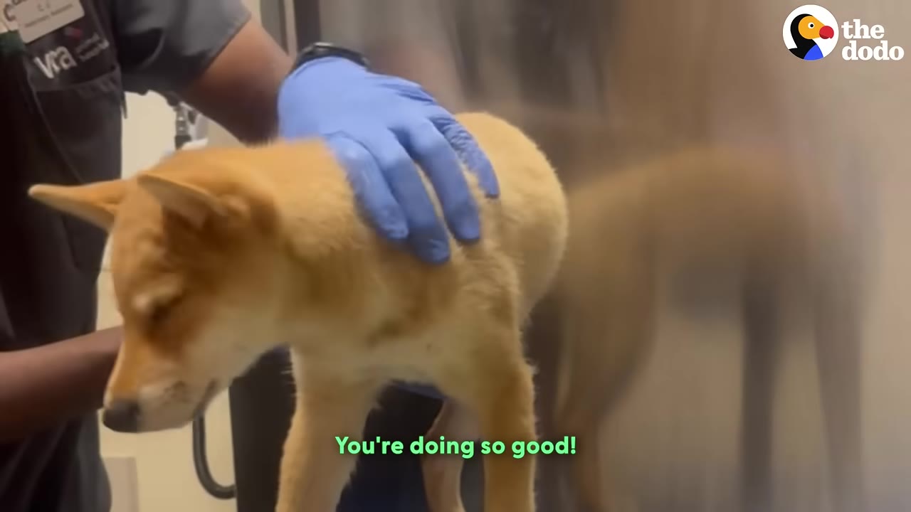 A tan, fox-like puppy being gently held and examined by a veterinary professional wearing blue gloves and dark scrubs.