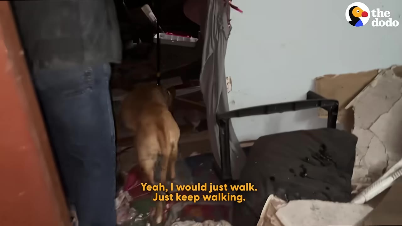 A brown dog walking through a cluttered room next to a person in blue jeans, with yellow subtitles reading 'Yeah, I would just walk. Just keep walking.'