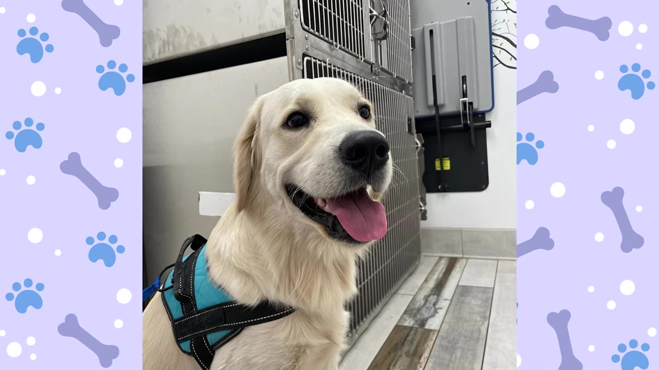A close-up shot of a light-colored Golden Retriever puppy wearing a blue and black training harness, looking happy with its tongue out.