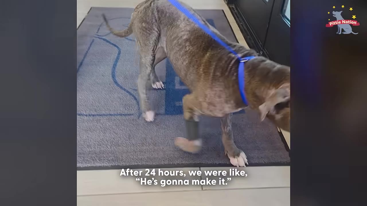 A thin brown dog with a blue leash and a bandage on its front leg walks on a gray mat.