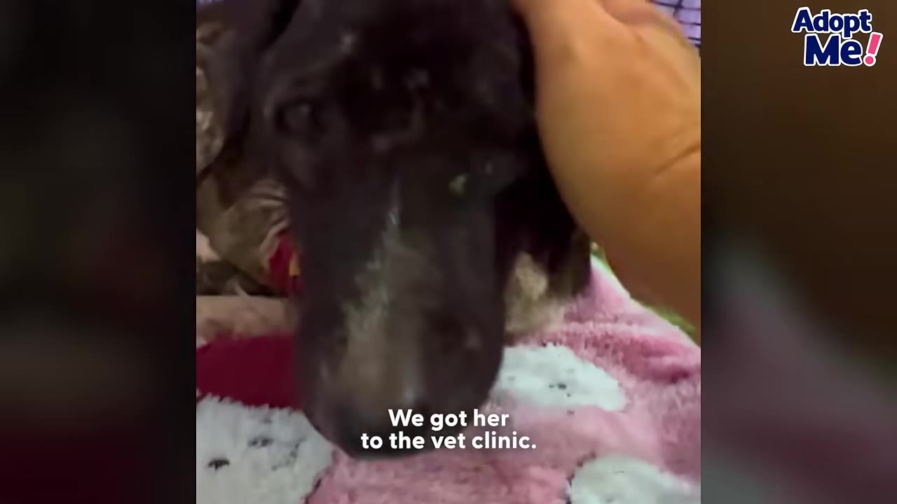 A close-up of a dark-furred dog lying on a pink blanket while being gently petted on the head by a person's hand, with text on screen reading 'We got her to the vet clinic.'