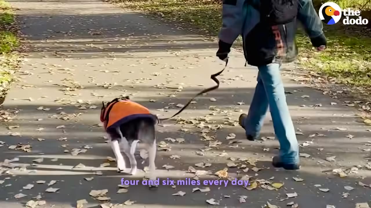 A small dog wearing an orange vest walks on a leash next to a person on a paved path covered in fallen autumn leaves.