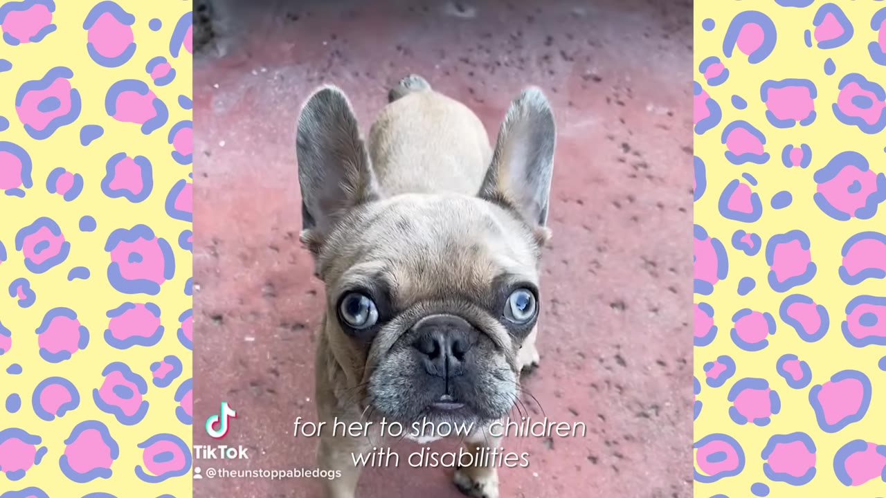 A close-up shot of a light brown French bulldog with large, expressive blue eyes looking directly up at the camera.