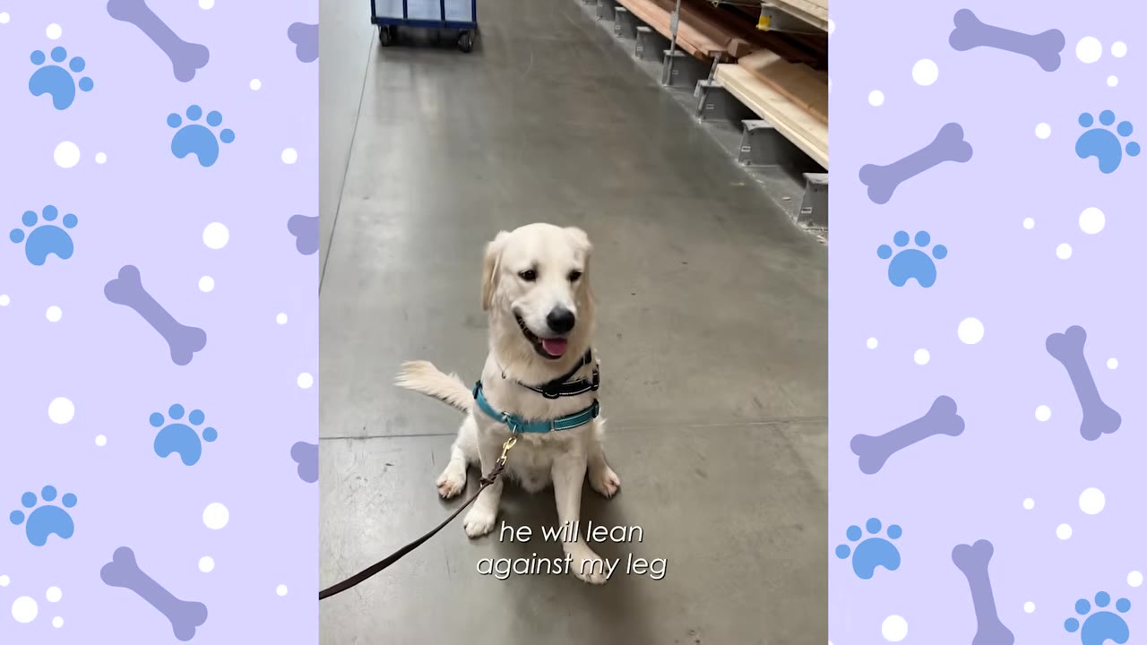 A golden retriever service dog wearing a blue harness sits calmly on the concrete floor of a store aisle.