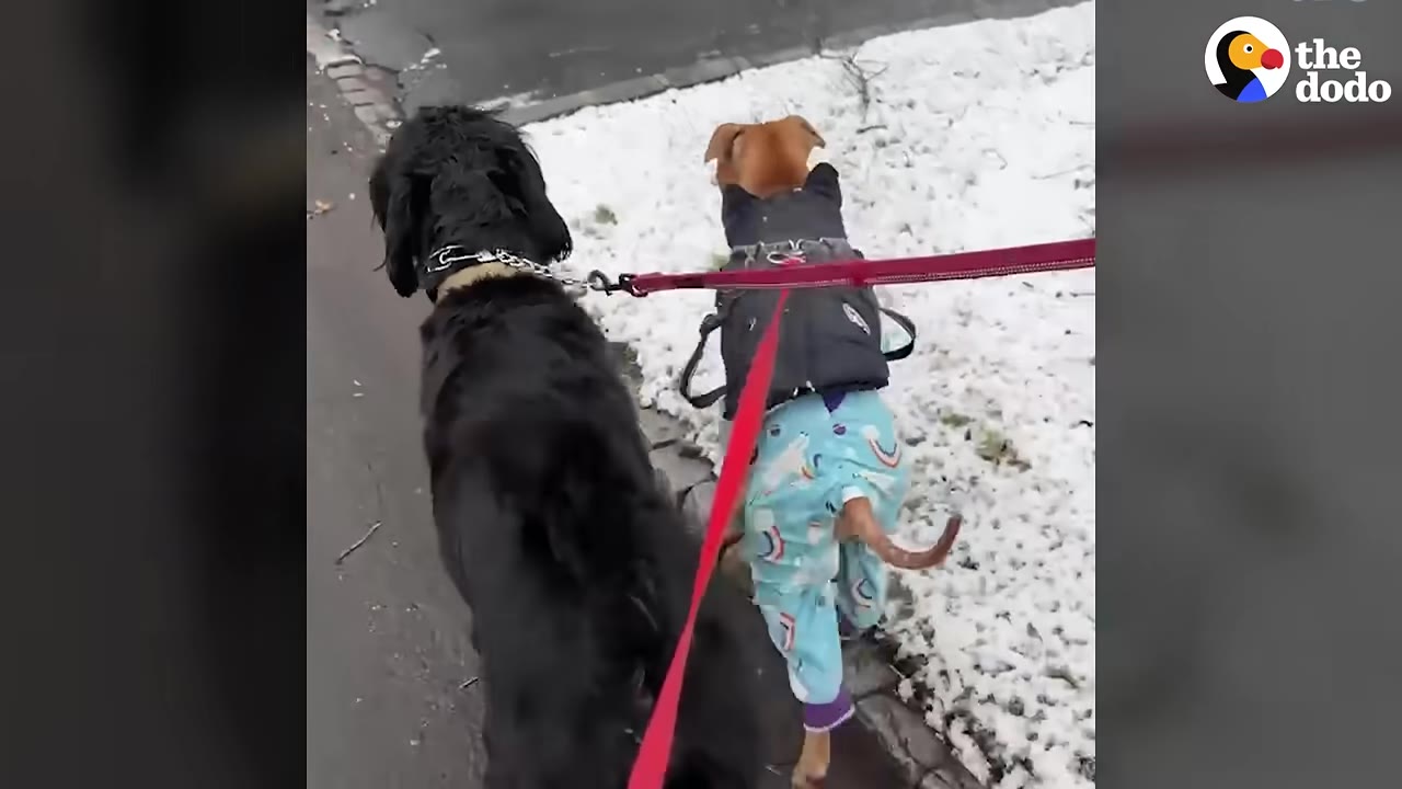 A black dog and a brown dog wearing blue pajamas walk side-by-side on leashes next to a snowy patch of grass.