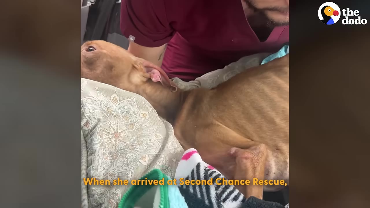 A thin brown dog lies on a patterned pillow in a vehicle, looking up as a person in maroon scrubs gently comforts her.