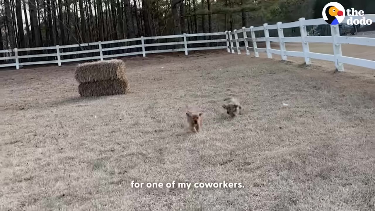 Two small brown puppies running across a grassy yard enclosed by a white fence, with a hay bale in the background.