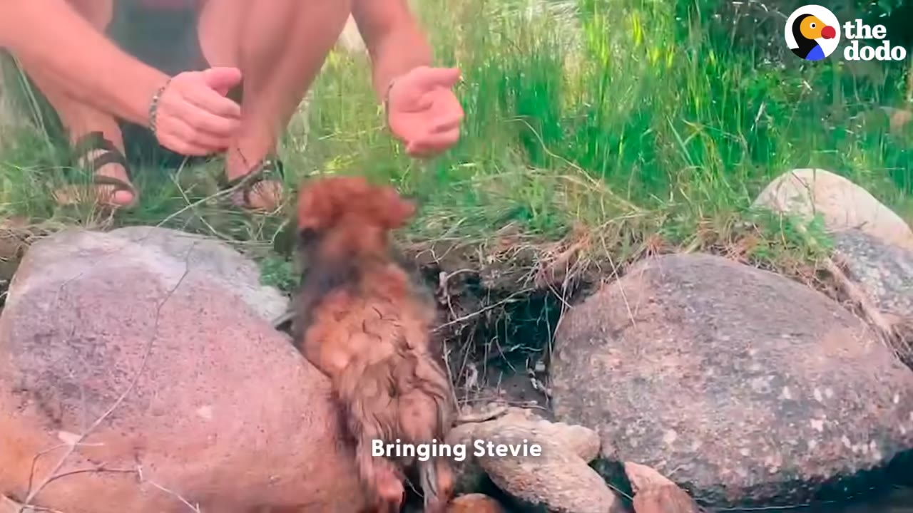 A person crouching down on a grassy bank reaches out to a small, wet brown puppy climbing up a large rock.