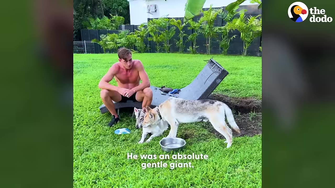 A man sits on a lawn chair in a grassy yard next to two dogs, one of which is a large, light-colored dog standing near a metal bowl.