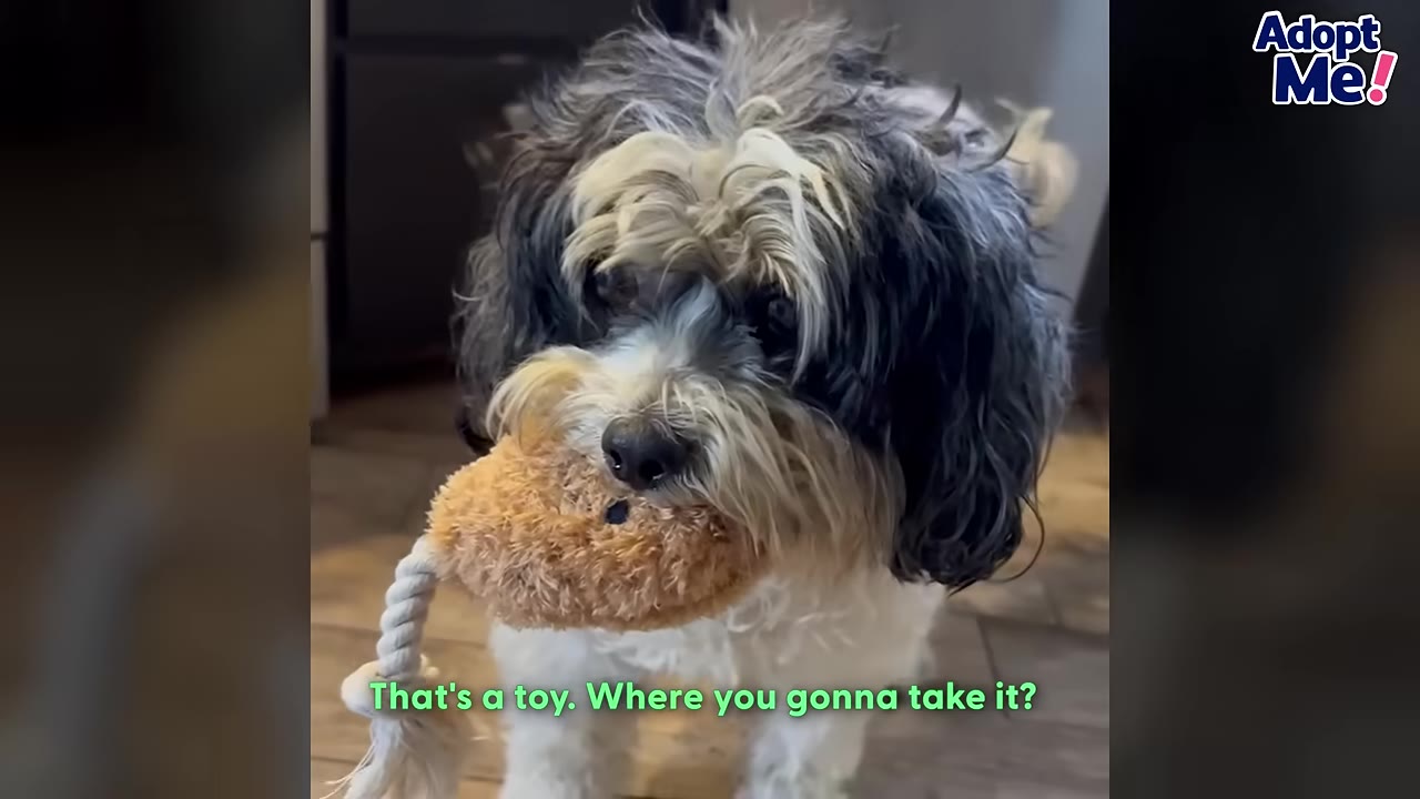 A fluffy black and white dog holds a plush toy with a rope in its mouth.