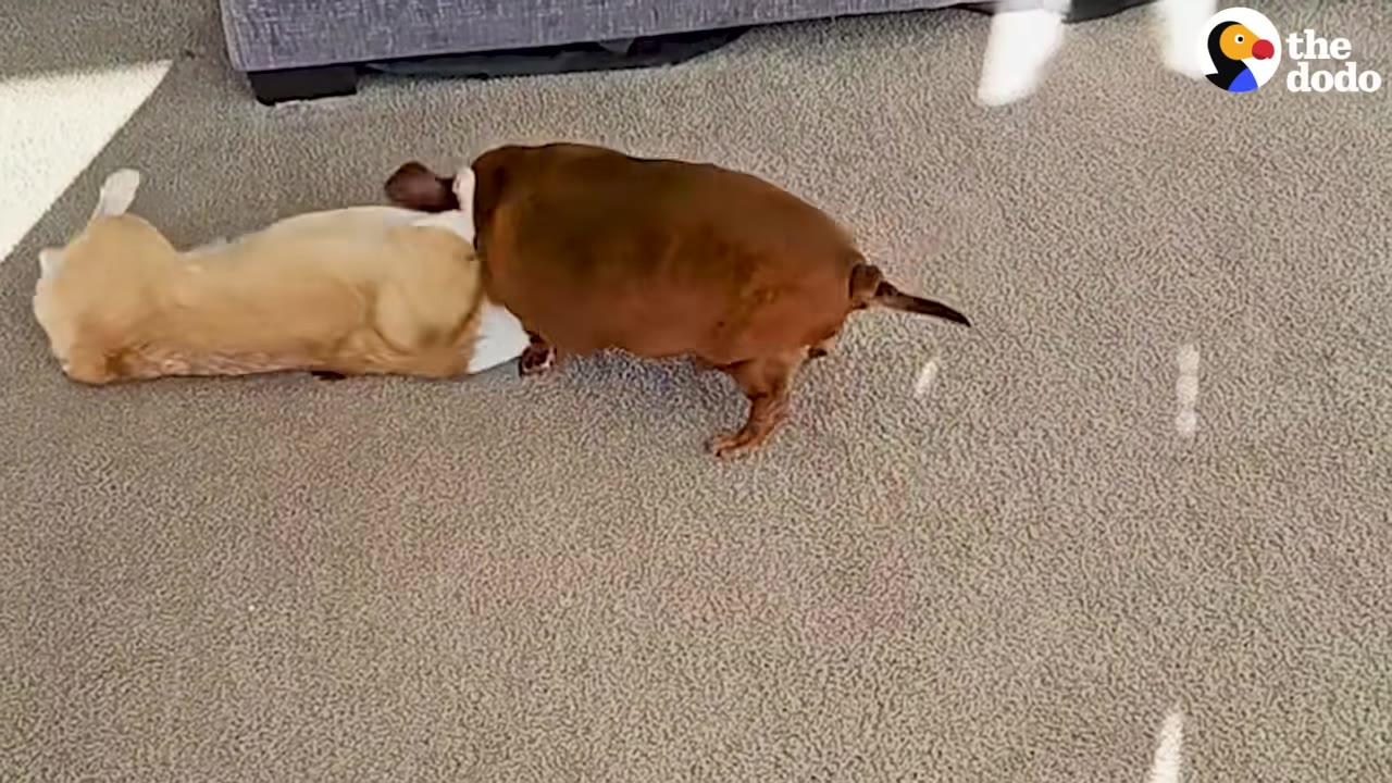 An overweight brown dachshund stands over a light-colored dog rolling playfully on its back on a carpeted floor.