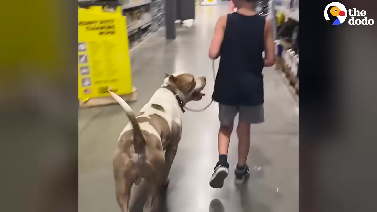 A young boy in a black tank top walks a brown and white dog on a leash inside a store, with the dog looking up at him.