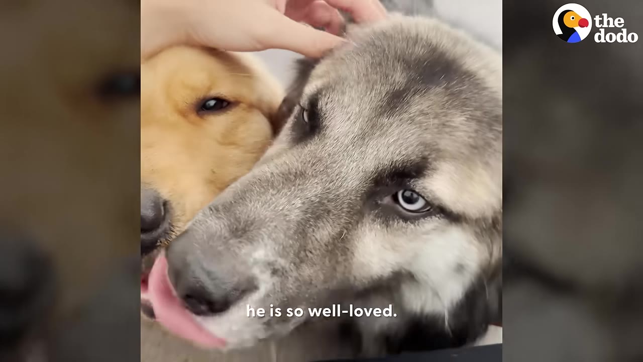 A close-up of a fluffy grey and white dog with blue eyes licking its nose while being petted next to a golden retriever.