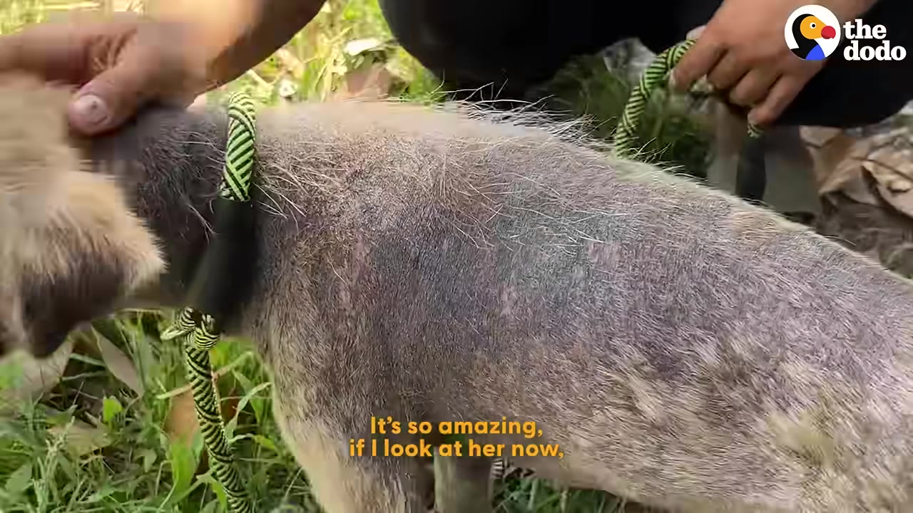 A close-up shot of a dog with patchy, healing fur being gently petted by a caregiver outdoors.