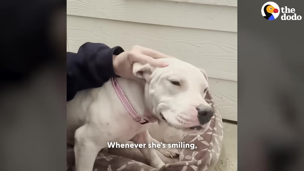 A white dog with a pink collar squinting its eyes and smiling while being gently petted on the head.