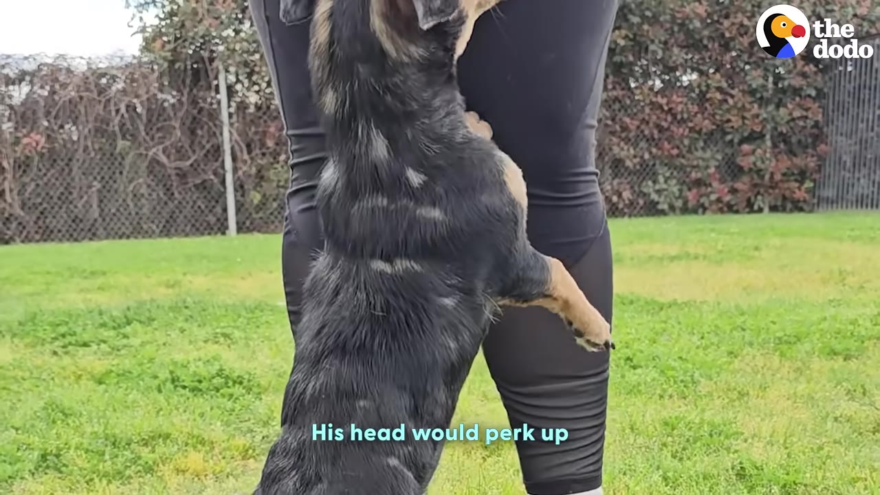 A small black and tan dog stands on its hind legs, leaning against a person wearing black pants on a grassy lawn.