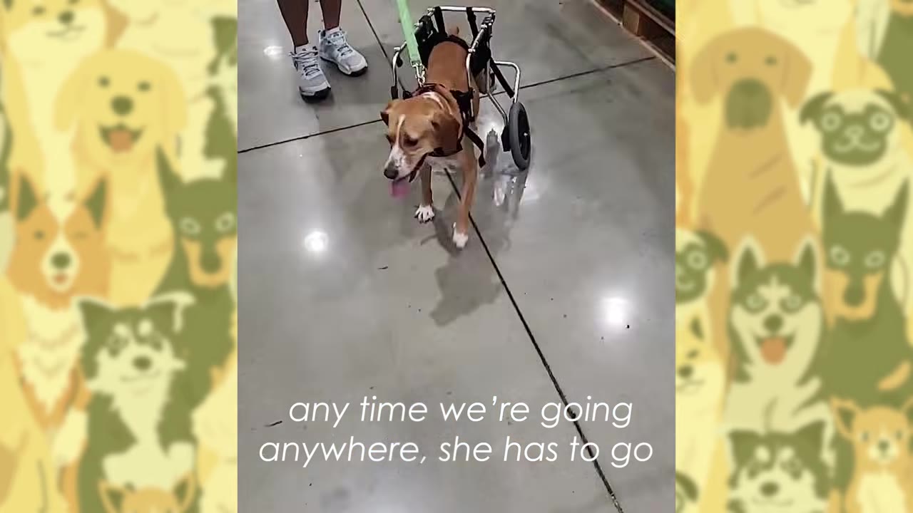 A brown and white dog in a canine wheelchair walks on a leash inside a store with polished concrete floors.